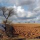 Lok Shevay Marathi News (लोकशिवाय मराठी बातम्या) - Harshad website 97 Marathwada soybean crop