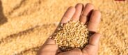 India wheat export ban lifted