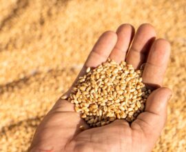 India wheat export ban lifted