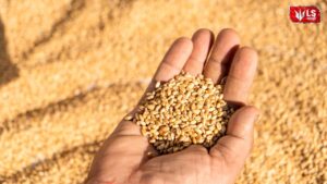 India wheat export ban lifted