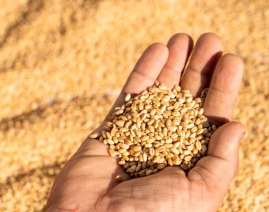 India wheat export ban lifted