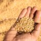 India wheat export ban lifted