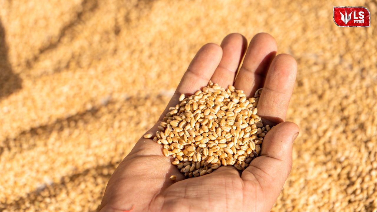 Lok Shevay Marathi News (लोकशिवाय मराठी बातम्या) - India wheat export ban lifted India wheat export ban lifted