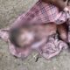Lok Shevay Marathi News (लोकशिवाय मराठी बातम्या) - Soygaon Newborn Baby Abandoned Soygaon Newborn Baby Abandoned