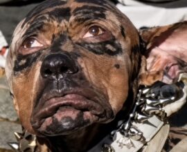 viral dog
