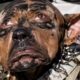 viral dog