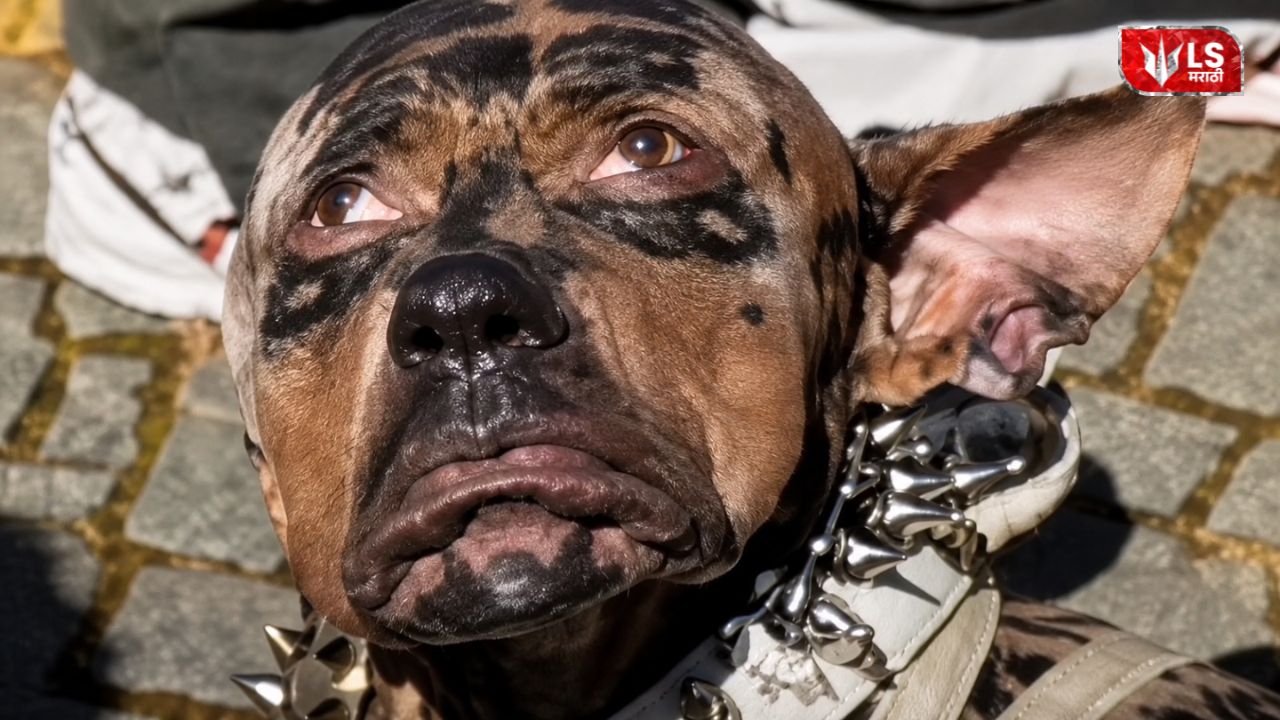 viral dog