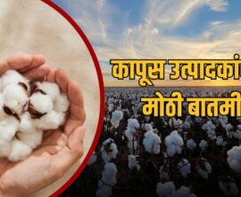 Cotton Price 2026