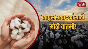 Cotton Price 2026