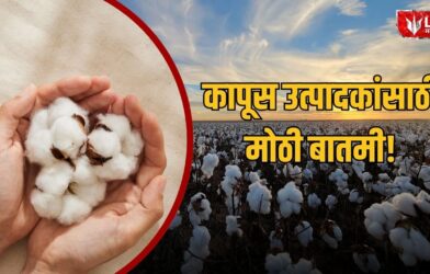 Cotton Price 2026