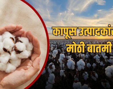 Cotton Price 2026