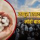 Cotton Price 2026
