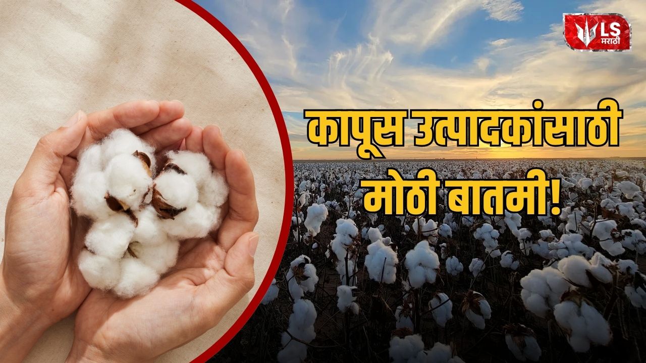 Cotton Price 2026