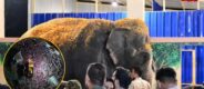 Madhuri Elephant