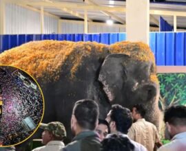 Madhuri Elephant