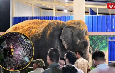 Madhuri Elephant
