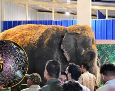 Madhuri Elephant