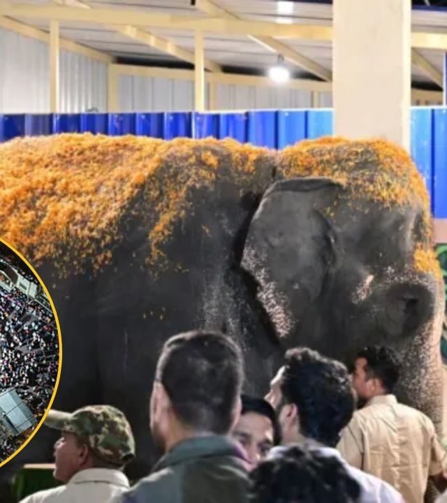 Madhuri Elephant