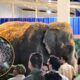 Madhuri Elephant