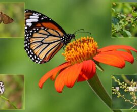 Nira River Butterfly Species