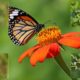 Nira River Butterfly Species