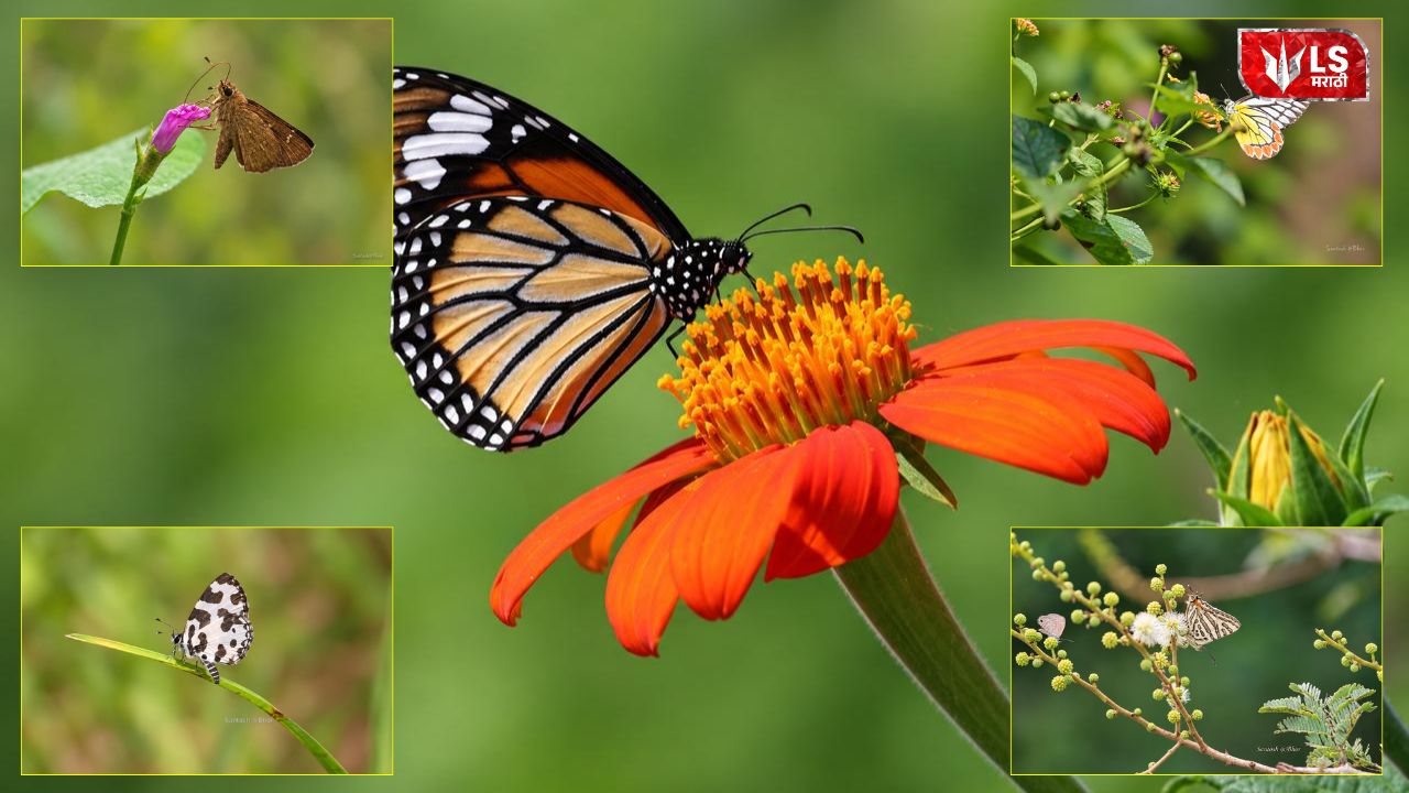 Lok Shevay Marathi News (लोकशिवाय मराठी बातम्या) - Harshad website 2026 09 30T170902.064 Nira River Butterfly Species
