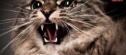 Cat Bite Cases | Cat Attack