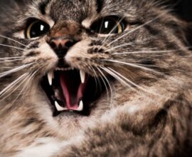 Cat Bite Cases | Cat Attack