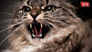 Cat Bite Cases | Cat Attack