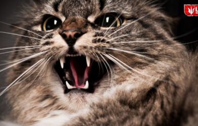 Cat Bite Cases | Cat Attack