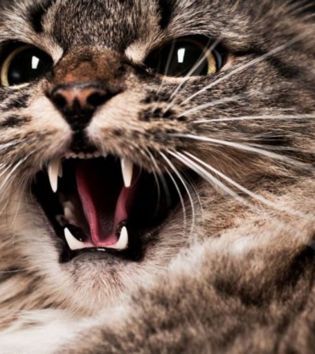 Cat Bite Cases | Cat Attack