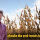 Dharashiv Farmer Suicide