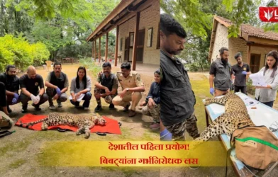 Junnar Leopard Vaccine