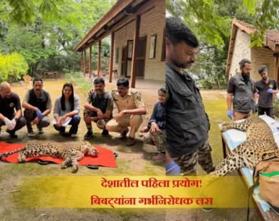 Junnar Leopard Vaccine