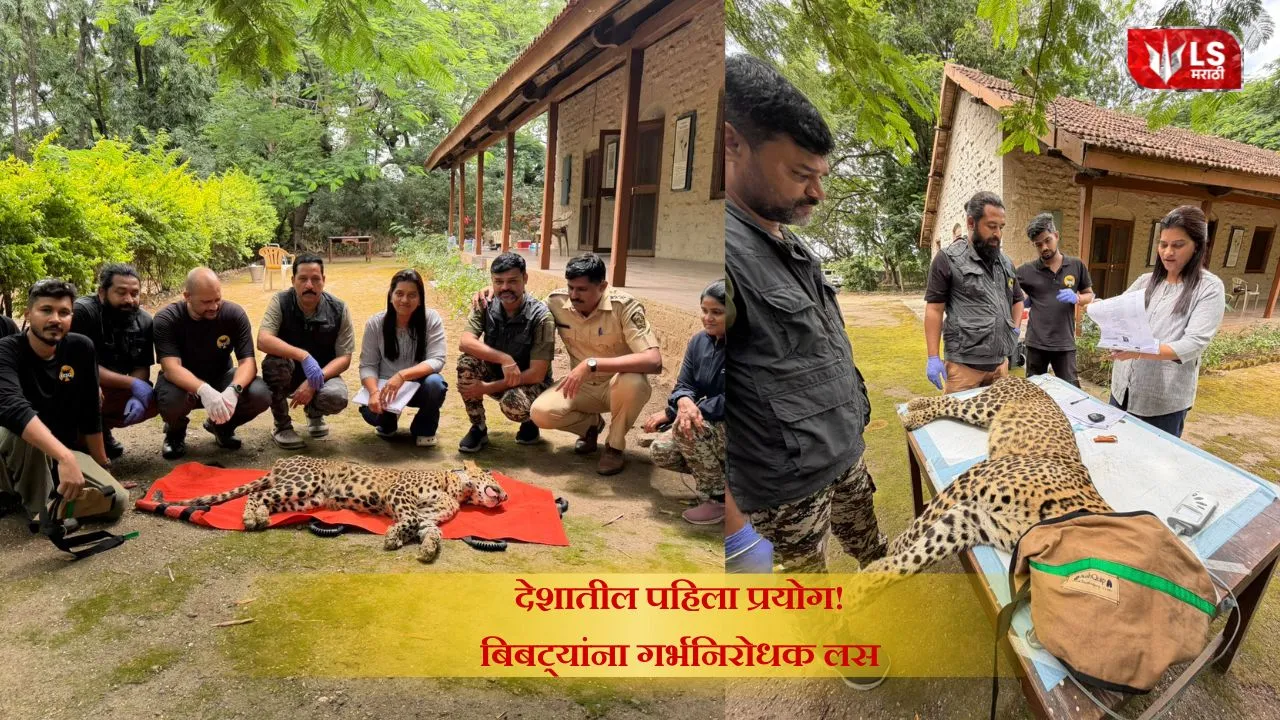 Junnar Leopard Vaccine