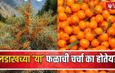 Sea Buckthorn Benefits