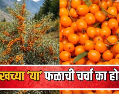 Sea Buckthorn Benefits