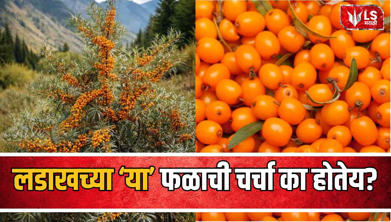 Lok Shevay Marathi News (लोकशिवाय मराठी बातम्या) - Sea Buckthorn Benefits Sea Buckthorn Benefits