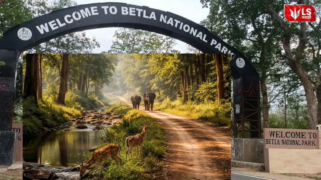 Betla National Park Reopens 2026