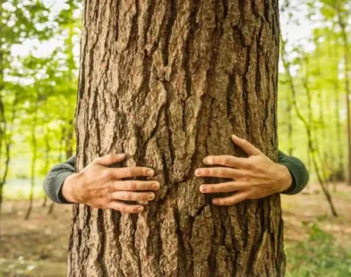 Forest Conservation