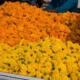 Marigold Flower Demand Dussehra 2026