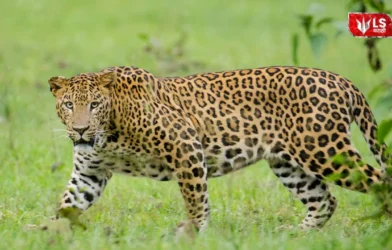 Junnar Leopard Human Conflict