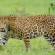Lok Shevay Marathi News (लोकशिवाय मराठी बातम्या) - Shivani Lokshevay 5 Junnar Leopard Human Conflict
