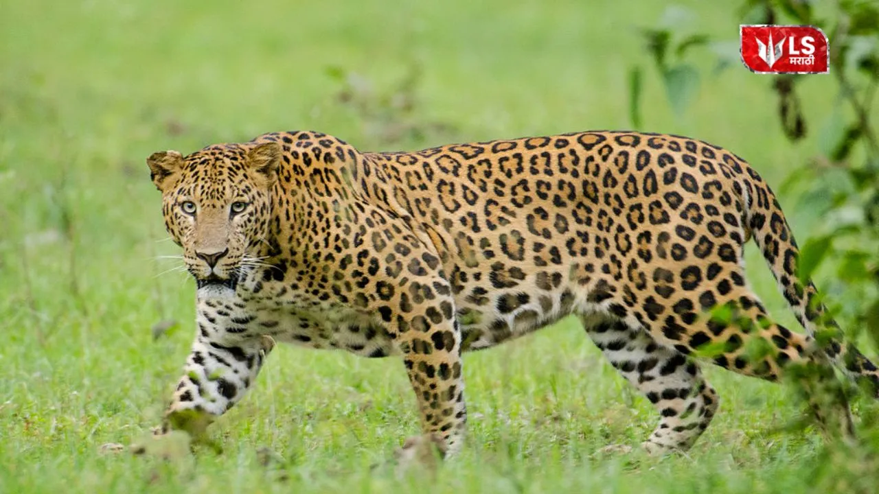 Lok Shevay Marathi News (लोकशिवाय मराठी बातम्या) - Shivani Lokshevay 5 Junnar Leopard Human Conflict