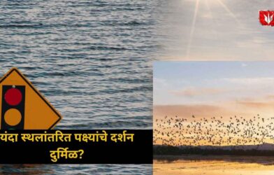 Migratory Birds