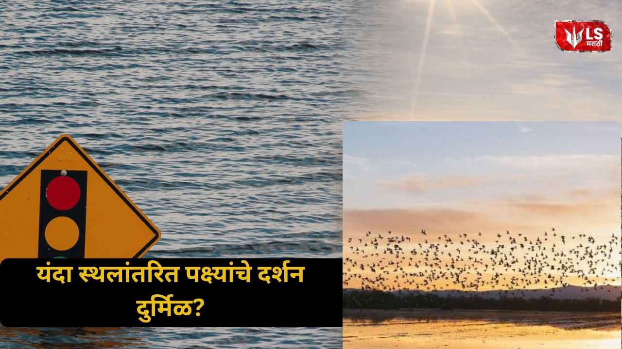 Migratory Birds